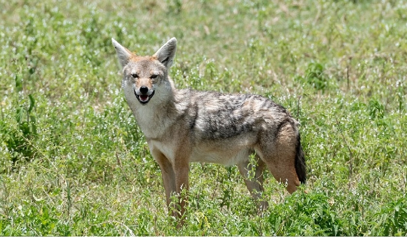 Le loup dor africain est-il inscrit sur la liste rouge des espces menaces ?


